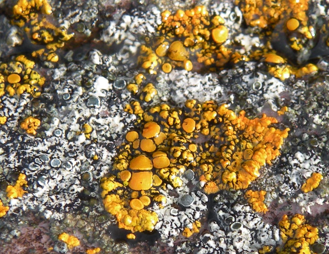 Sugli scogli del Galles